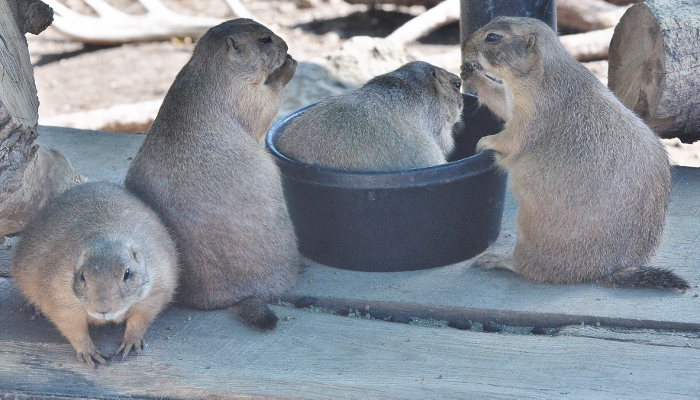 prairie dogs